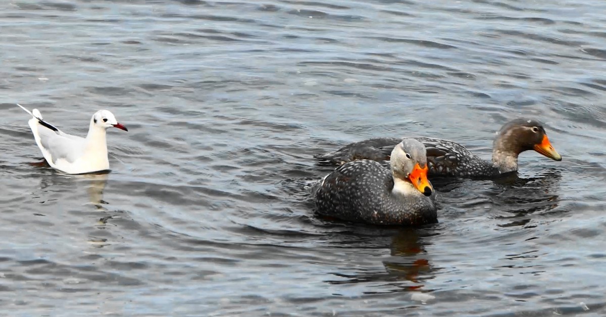 Flightless Steamer-Duck - ML643416166
