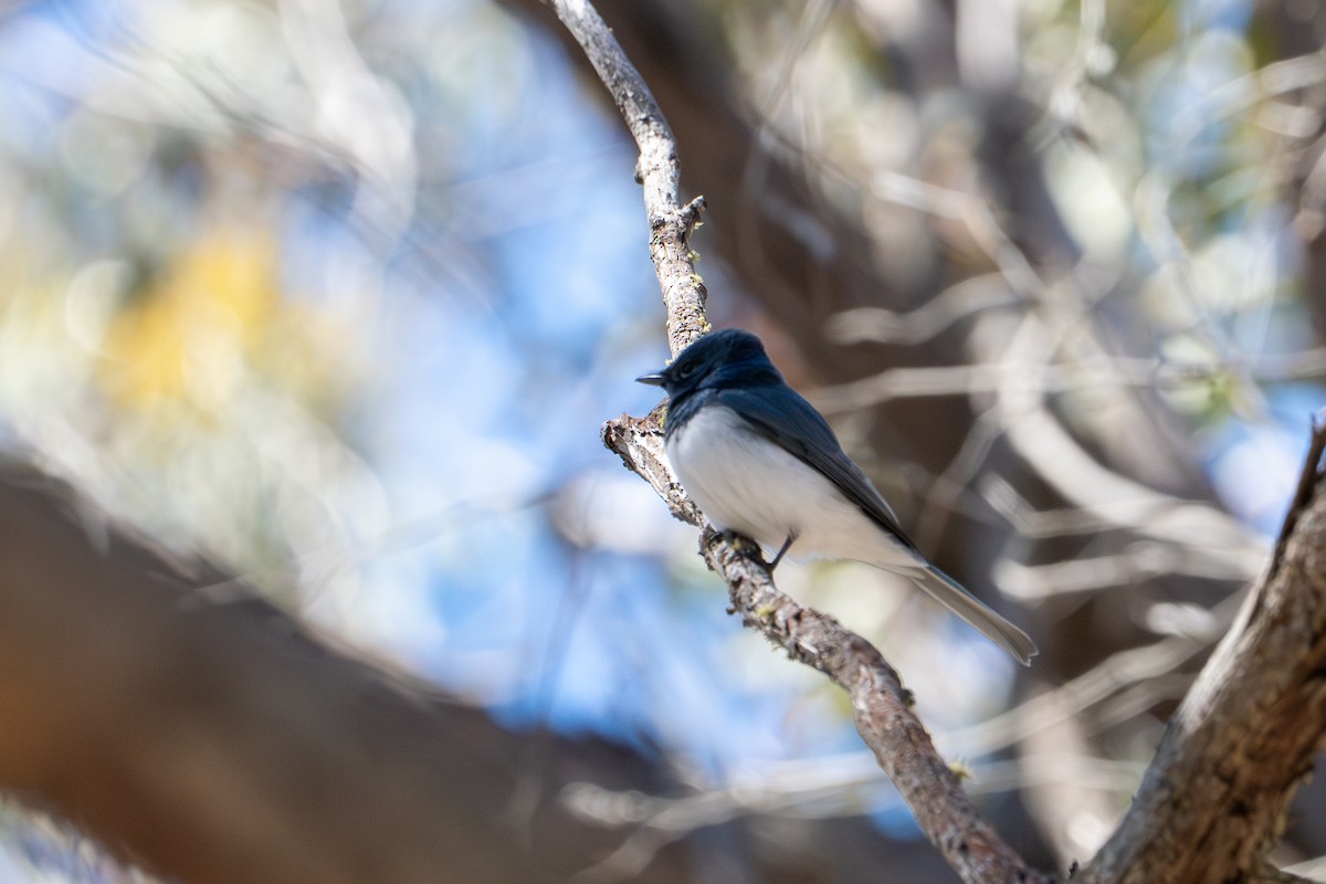 Leaden Flycatcher - ML643416174