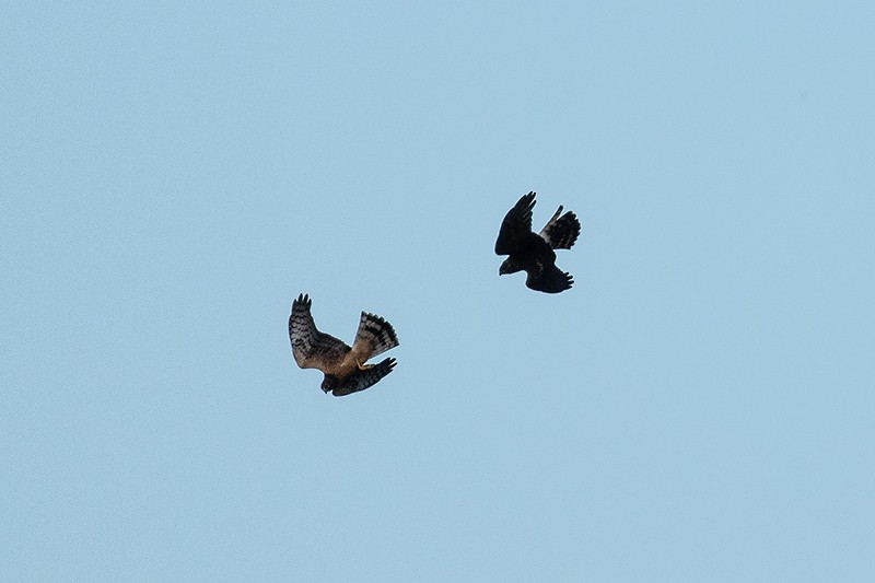 Northern Harrier - ML643416177