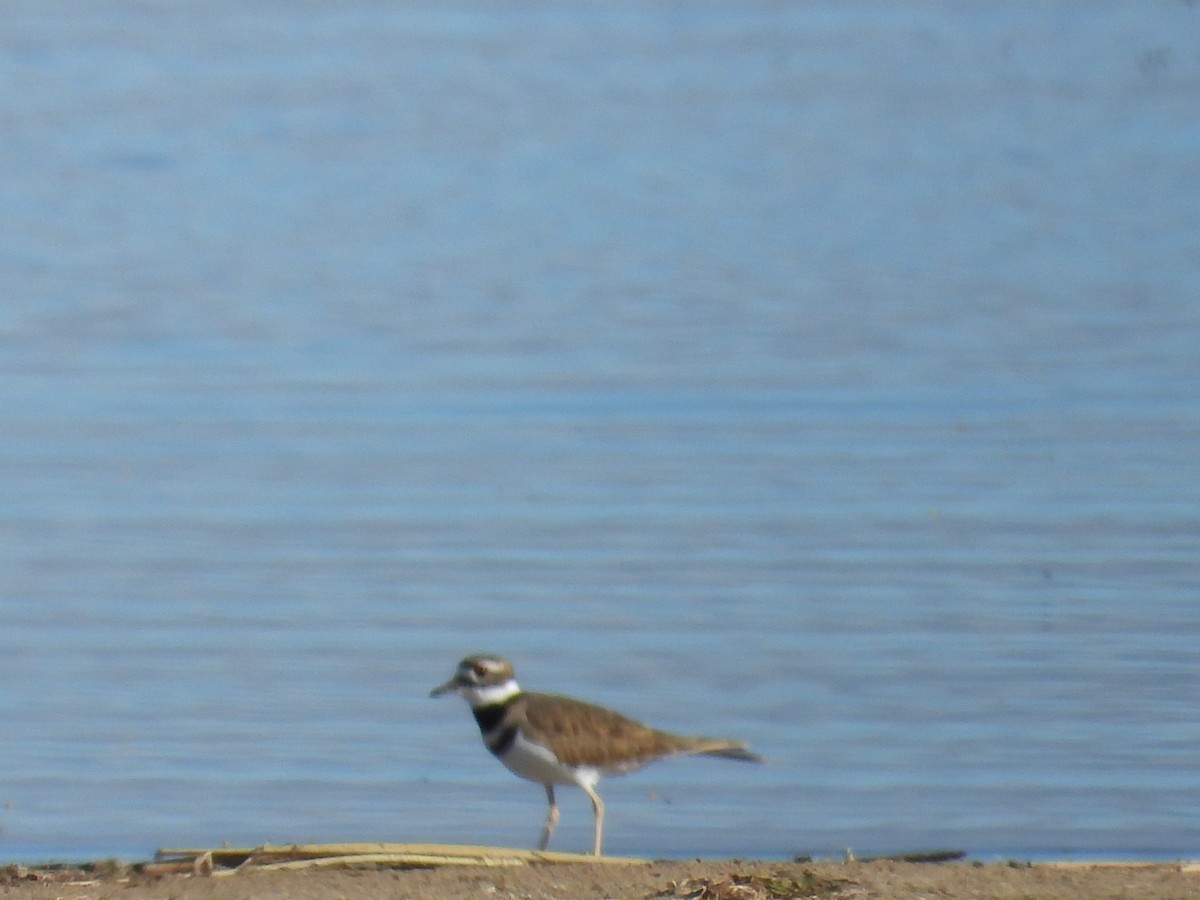 Killdeer - ML643416178