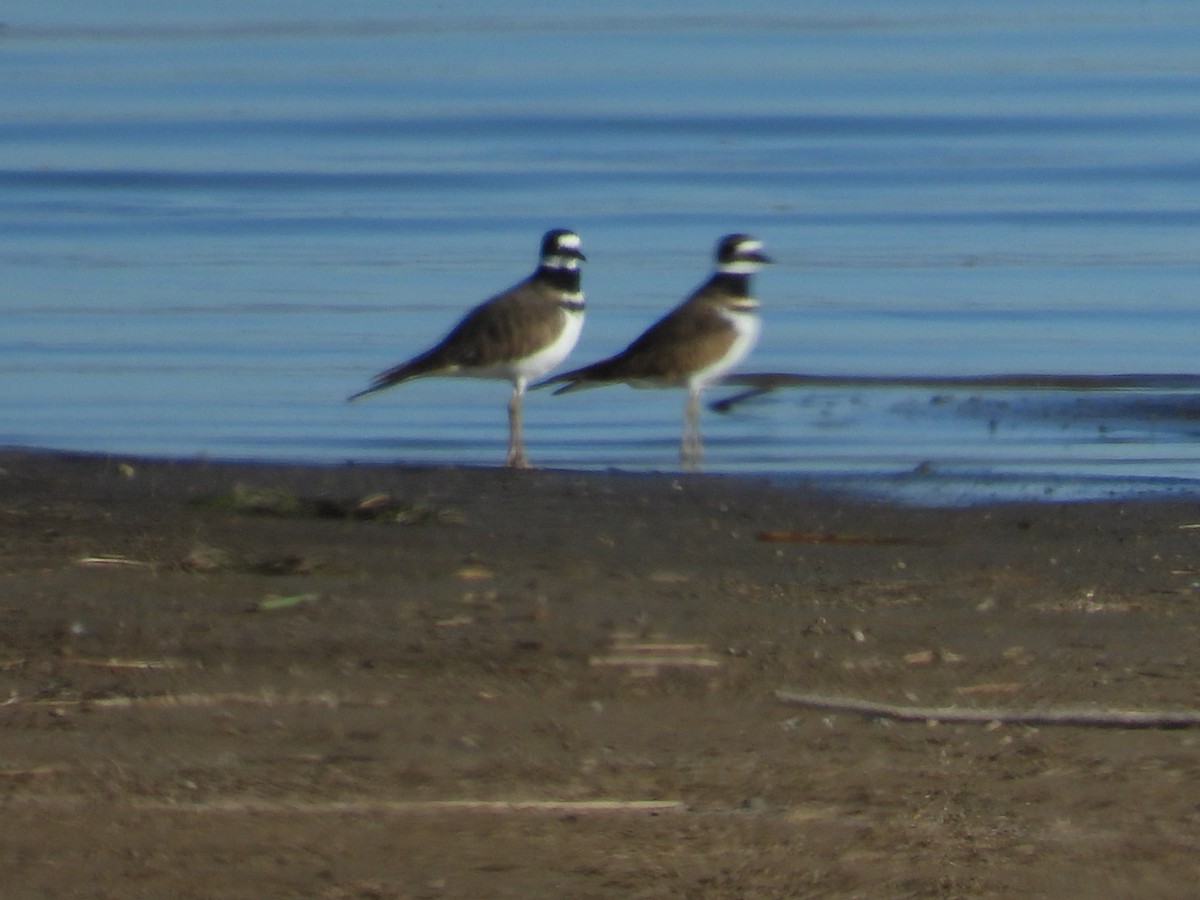 Killdeer - ML643416179