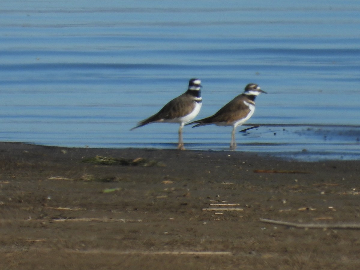 Killdeer - ML643416180