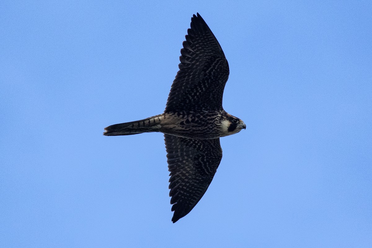 Peregrine Falcon - ML643416184