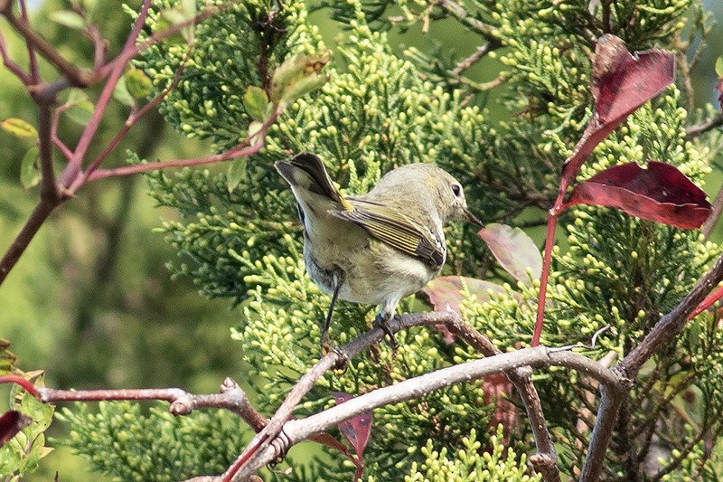 Cape May Warbler - ML643416186
