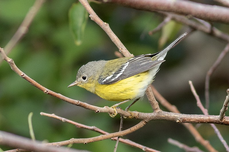 Magnolia Warbler - ML643416189