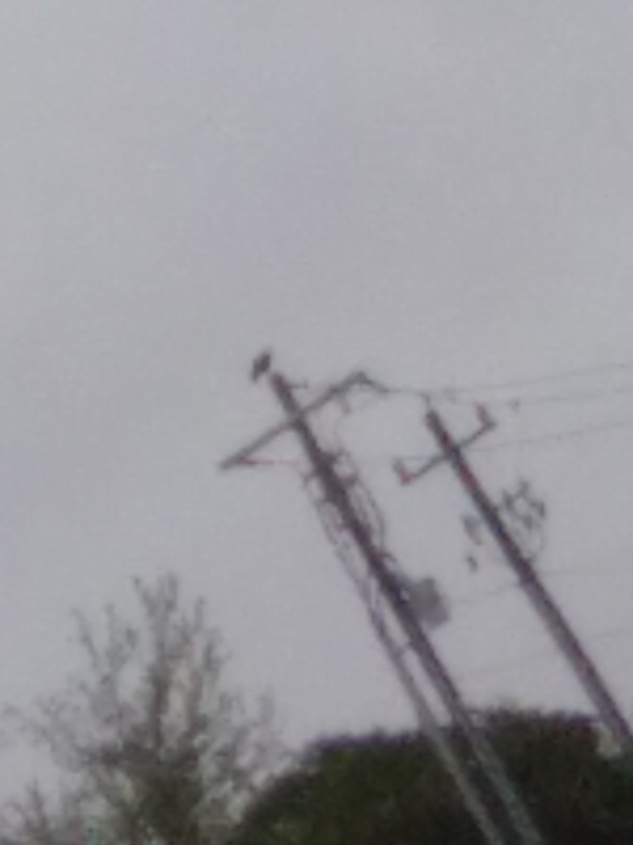 Black Vulture - ML643416191