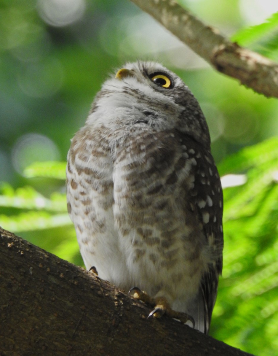 Spotted Owlet - ML643416192