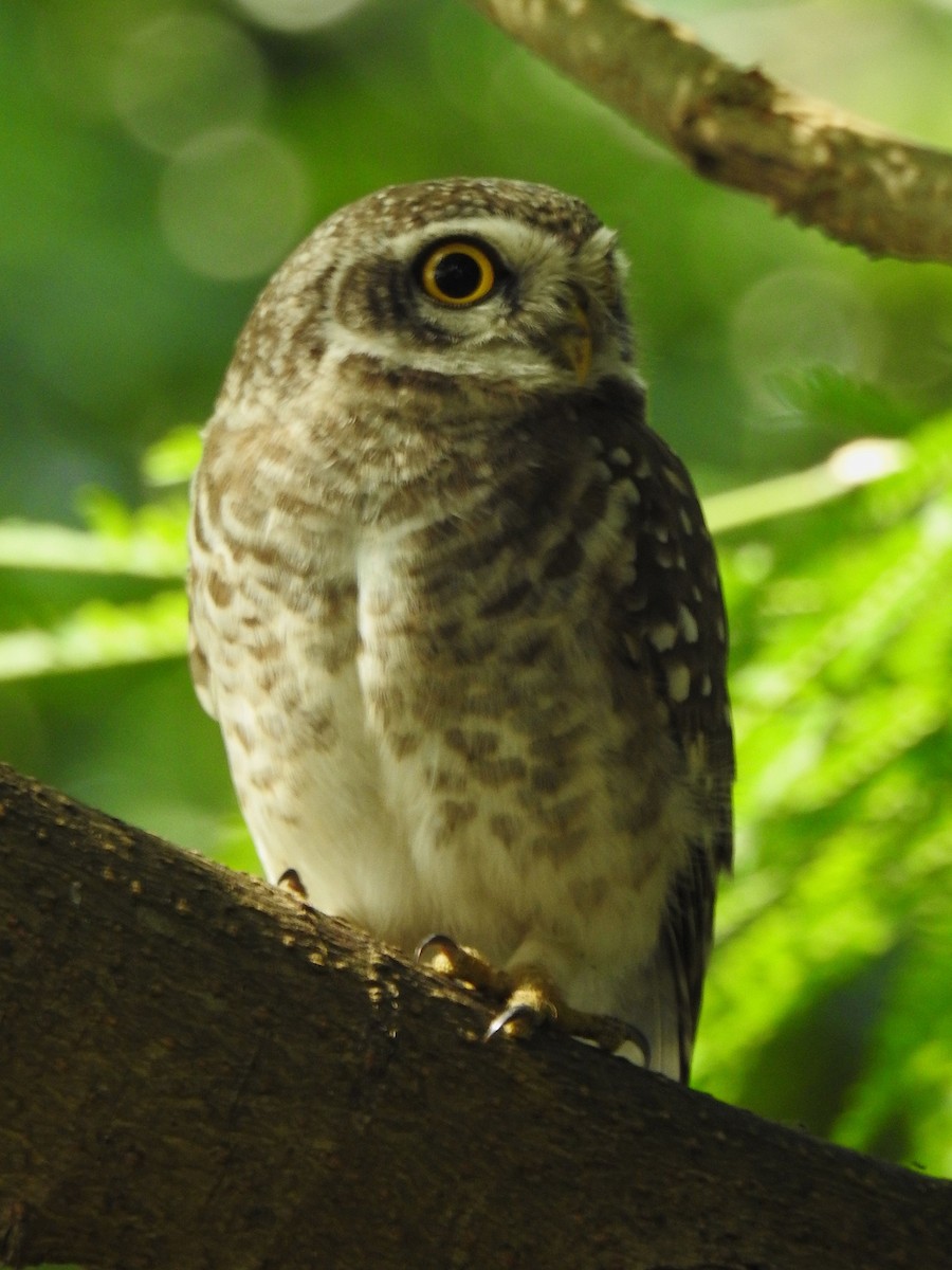 Spotted Owlet - ML643416193