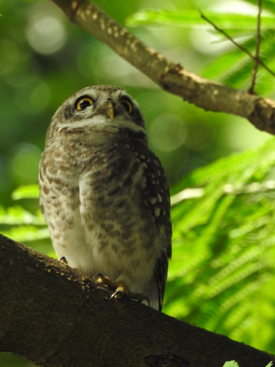 Spotted Owlet - ML643416194