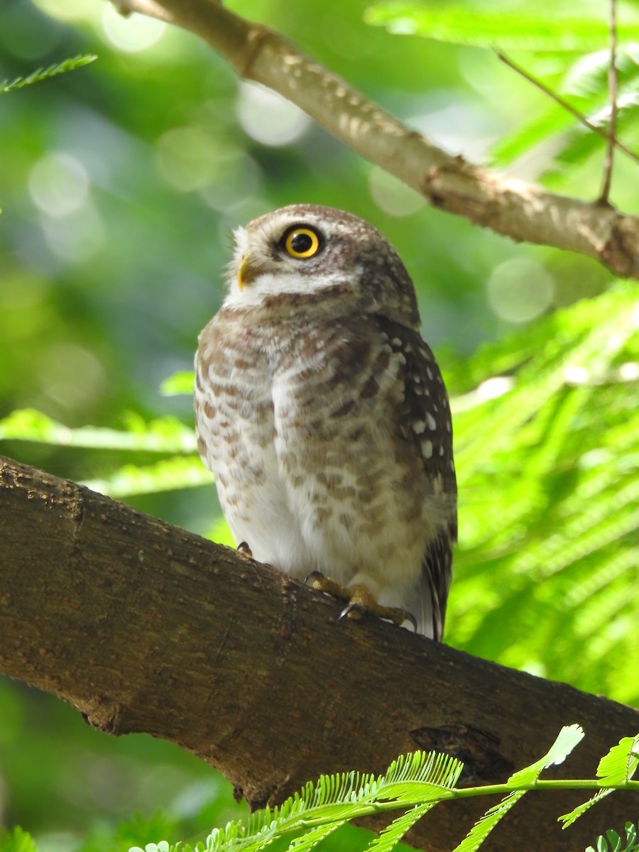 Spotted Owlet - ML643416195