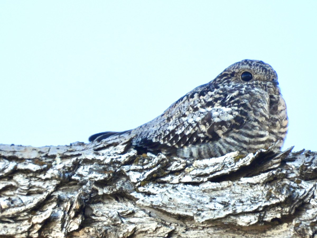 Common Nighthawk - ML643416201
