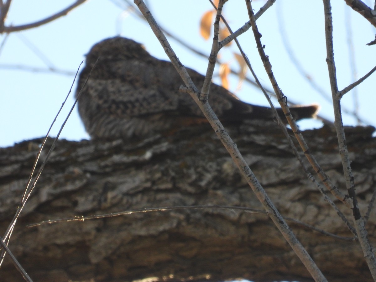 Common Nighthawk - ML643416202