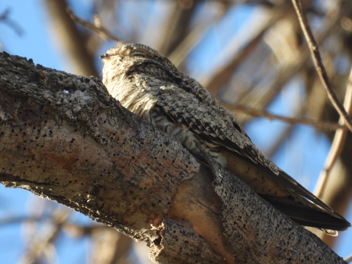 Common Nighthawk - ML643416203