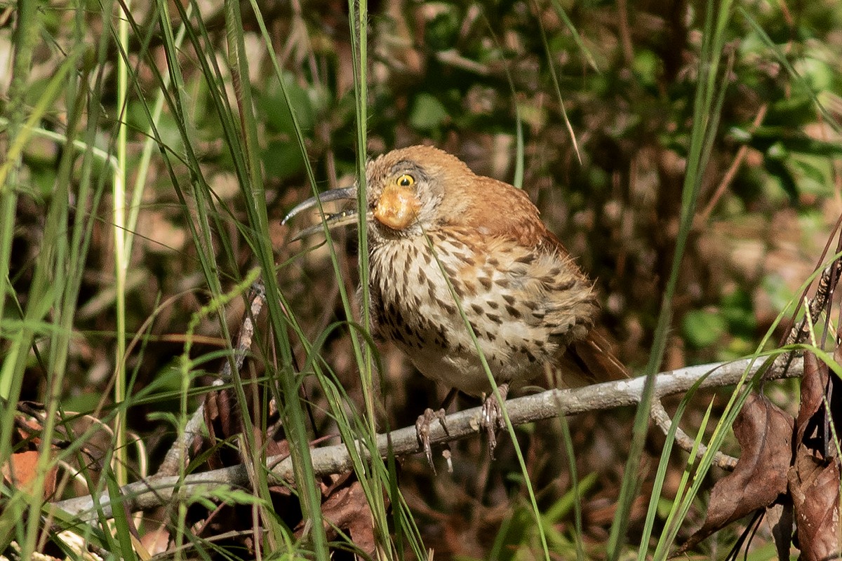 Brown Thrasher - ML643416233