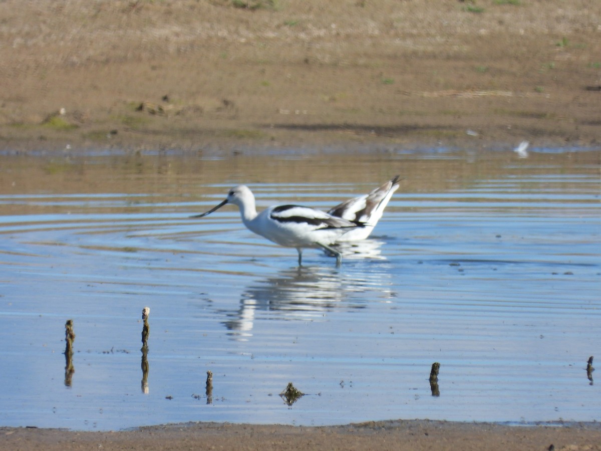 American Avocet - ML643416234