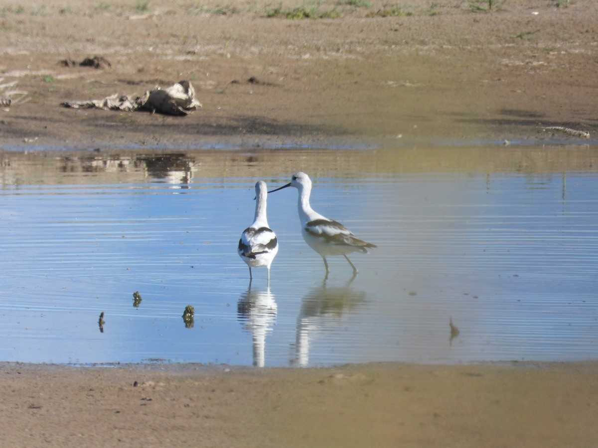 American Avocet - ML643416235