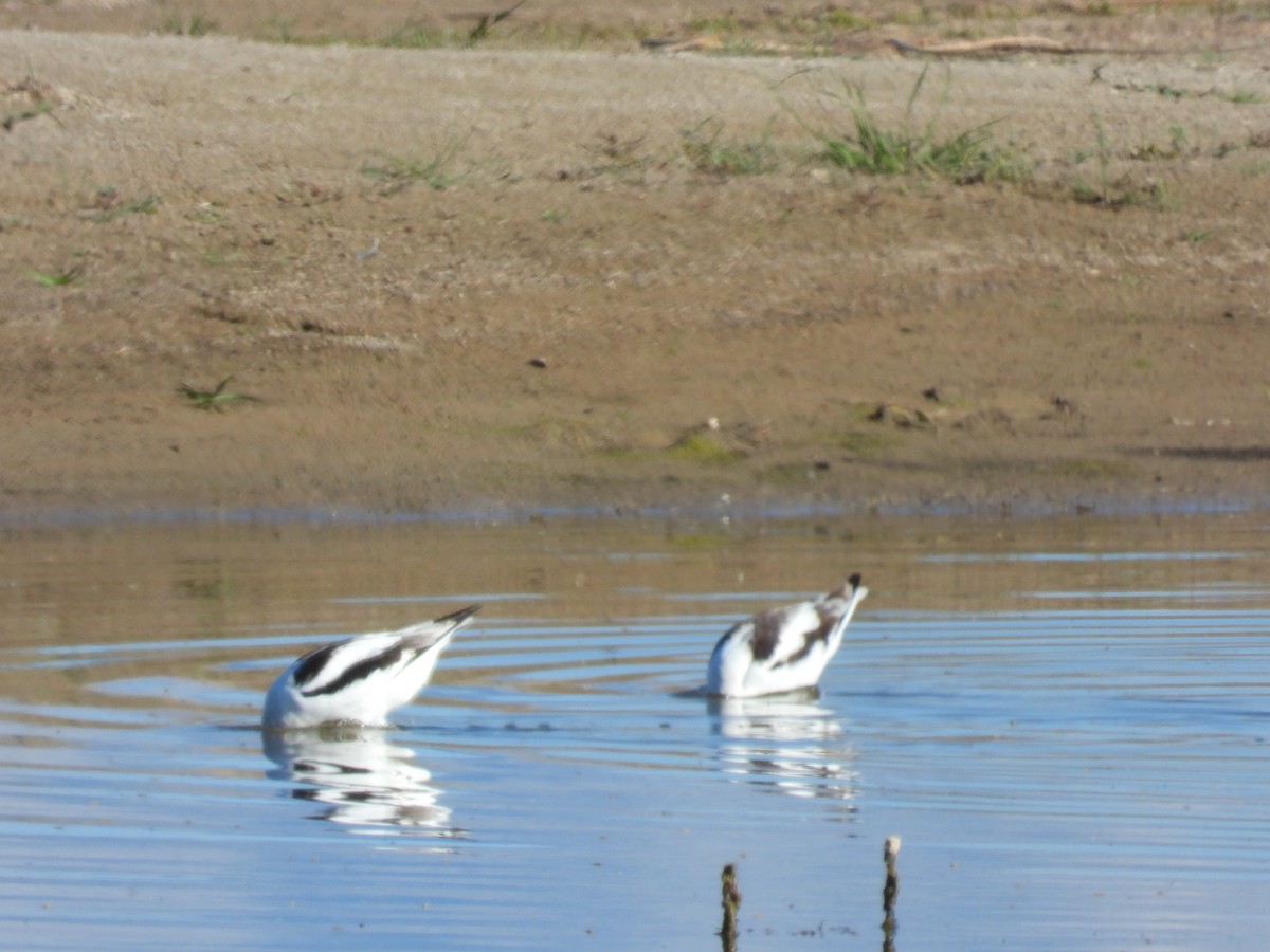 American Avocet - ML643416236