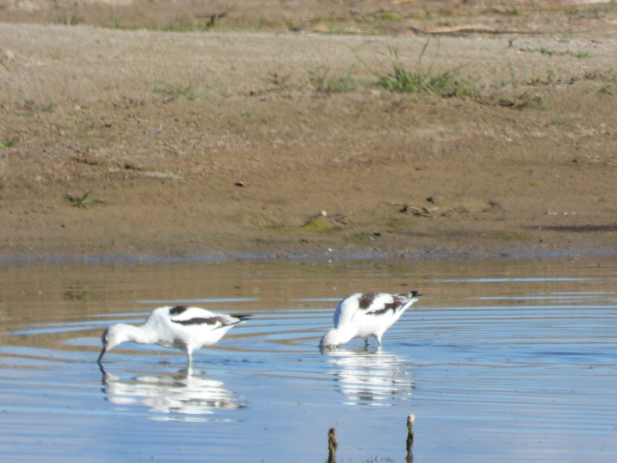 American Avocet - ML643416237