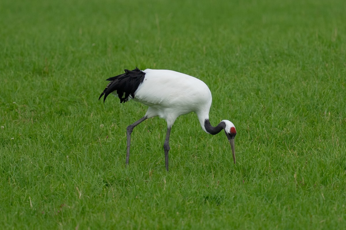 Mandschurenkranich - ML643416252