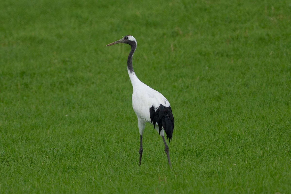 Kurrilo japoniarra - ML643416255