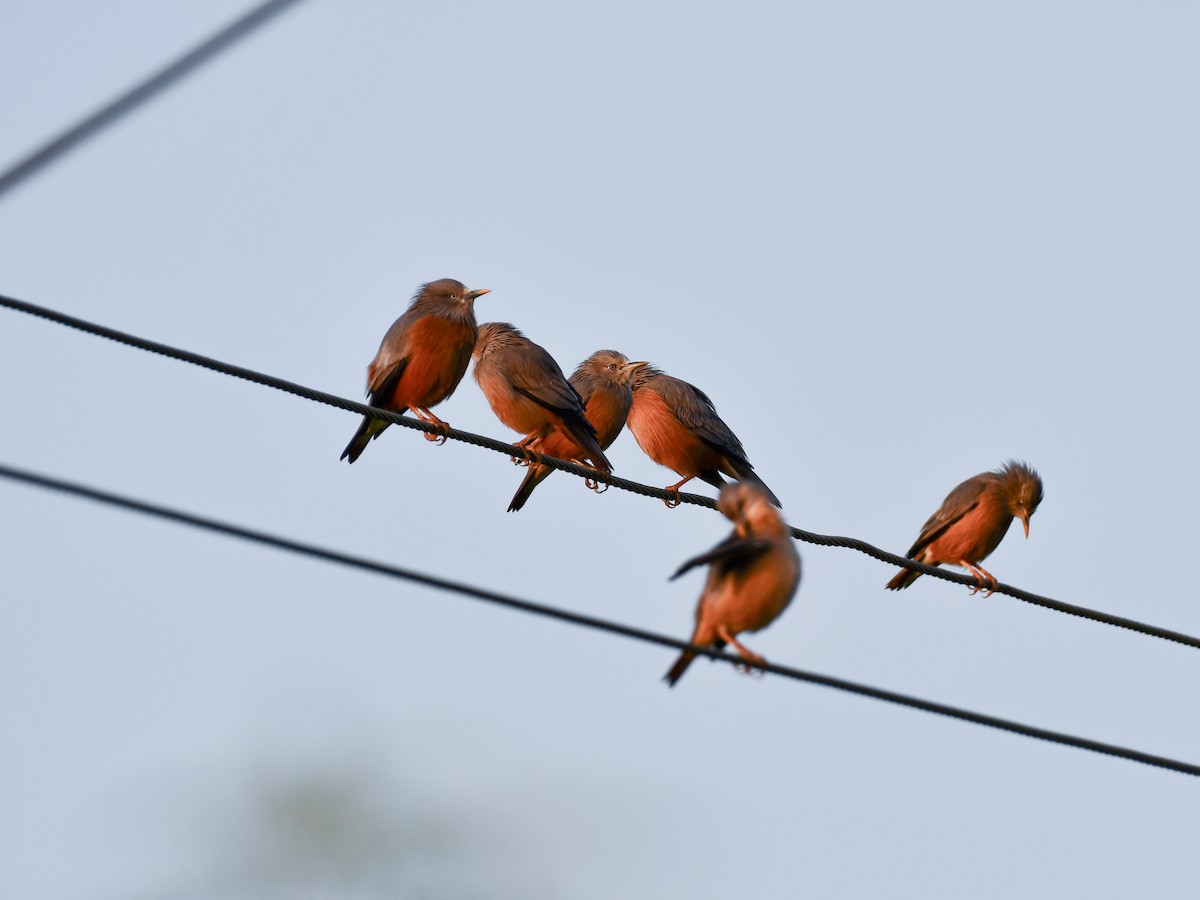 Chestnut-tailed Starling - ML643416283