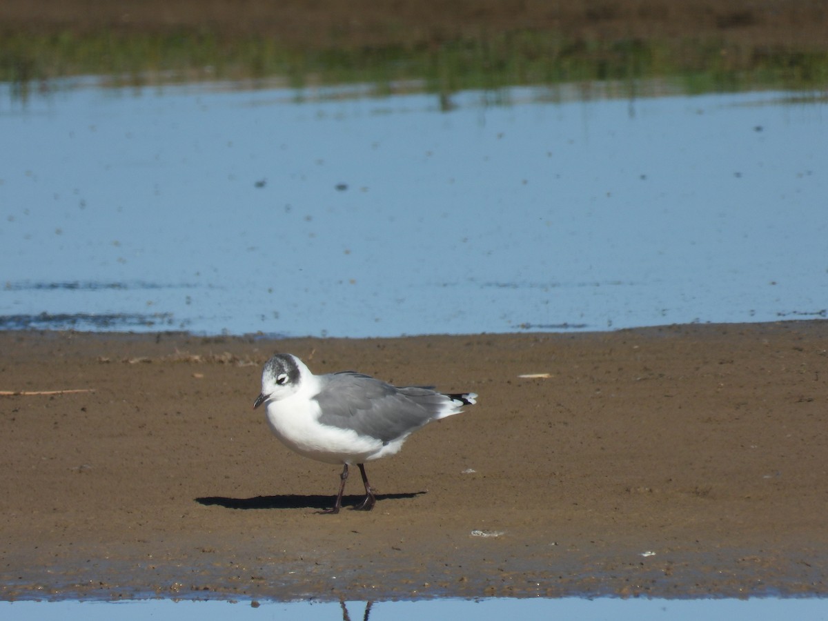 Franklin's Gull - ML643416292