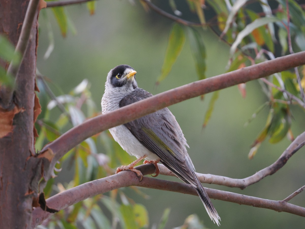 Noisy Miner - ML643416298
