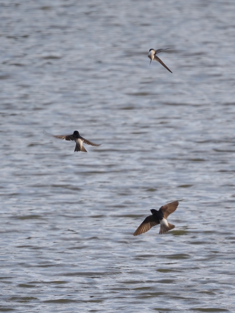 Fairy Martin - ML643416303