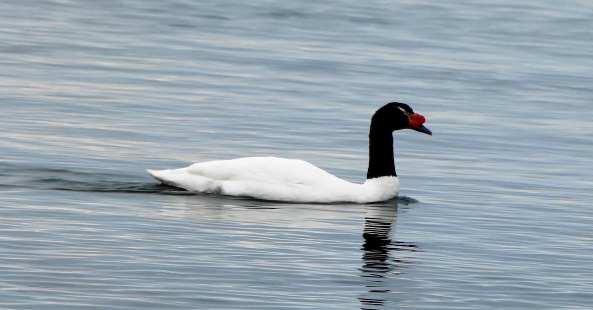 Black-necked Swan - ML643416313