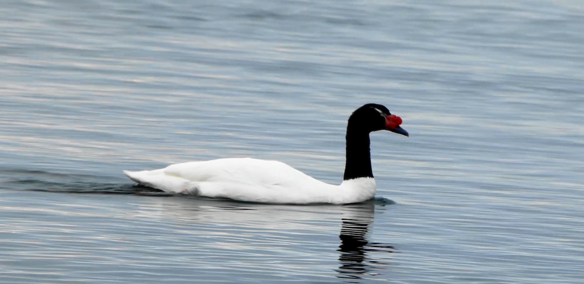 Black-necked Swan - ML643416314