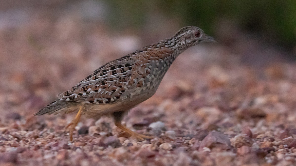 Painted Buttonquail - ML643416354