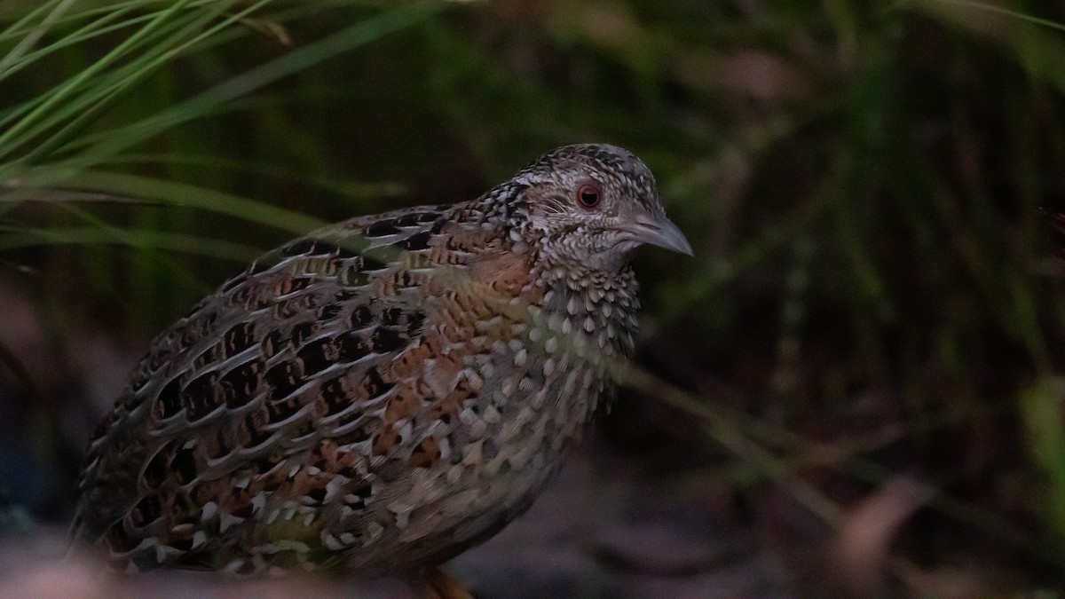 Painted Buttonquail - ML643416355