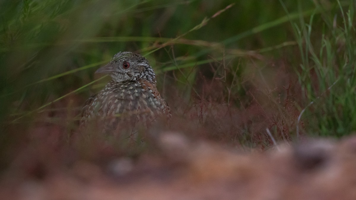 Painted Buttonquail - ML643416356