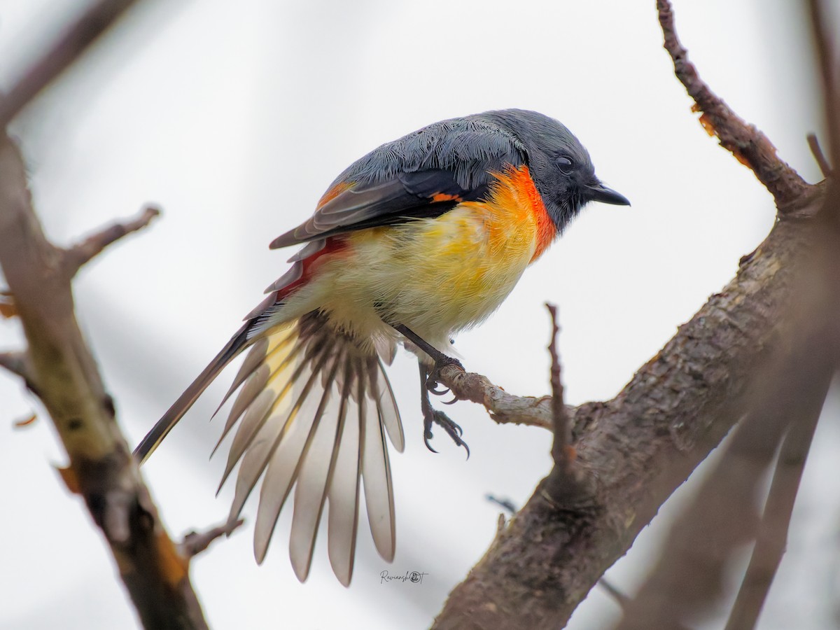 Small Minivet - ML643416357
