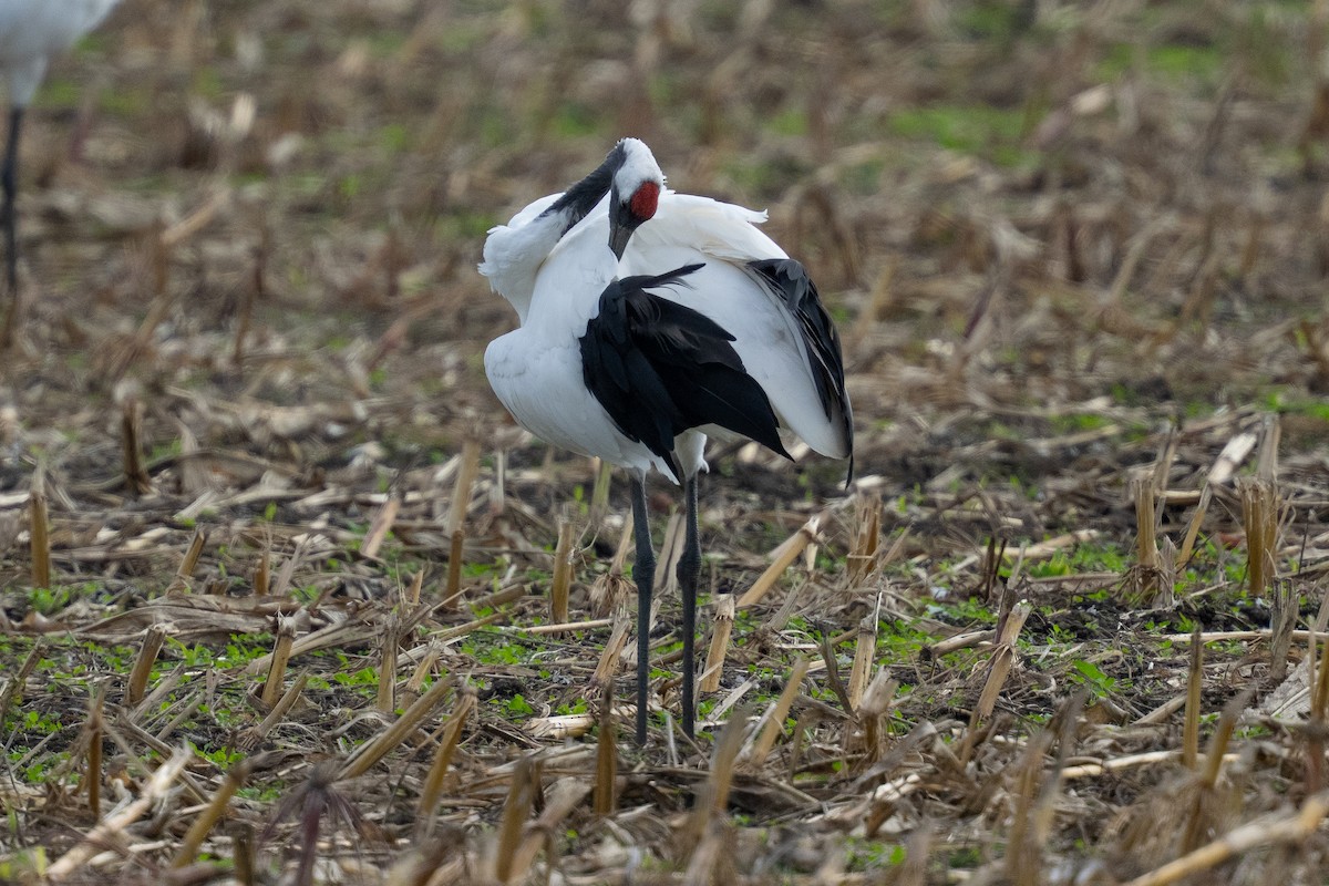 Mandschurenkranich - ML643416361