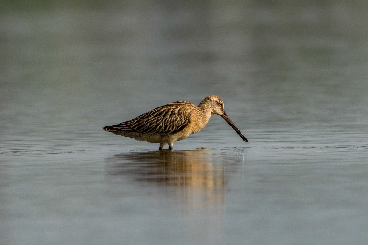 Asian Dowitcher - ML643416369
