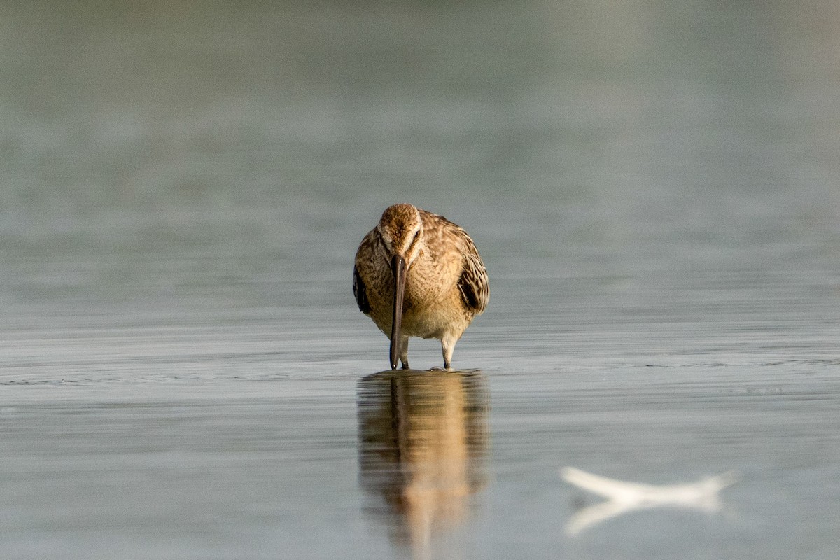 Asian Dowitcher - ML643416370