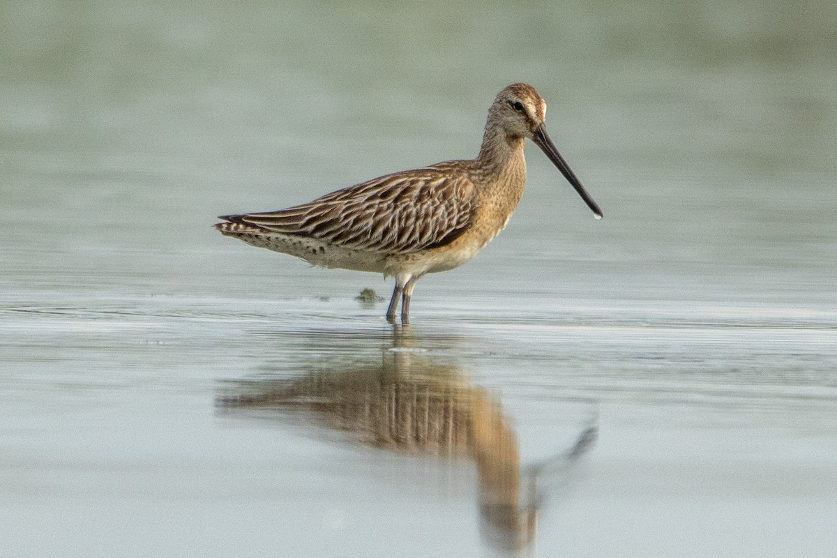 Asian Dowitcher - ML643416371