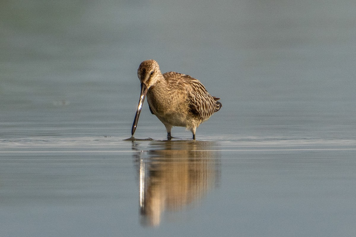 Asian Dowitcher - ML643416372