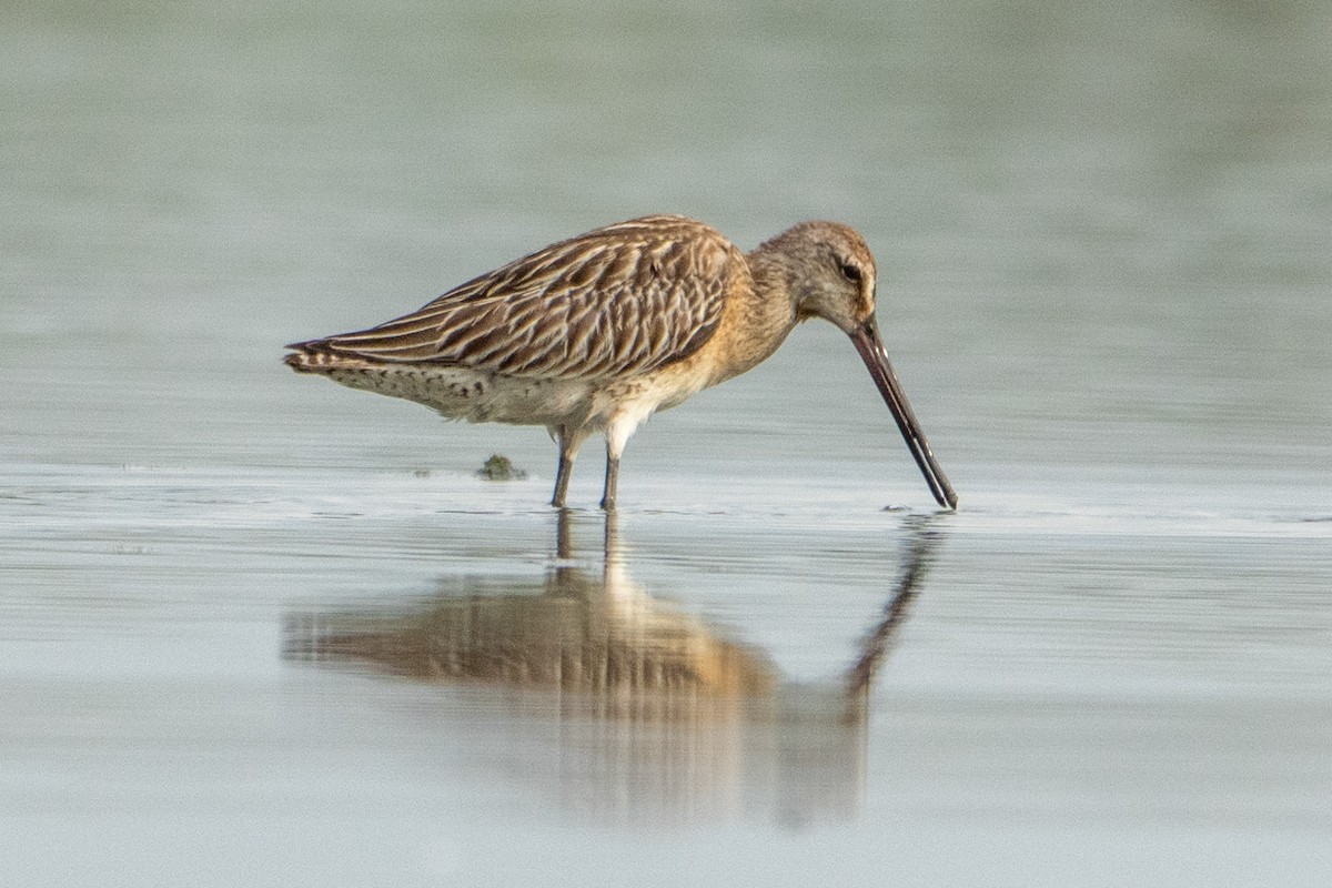 Asian Dowitcher - ML643416373
