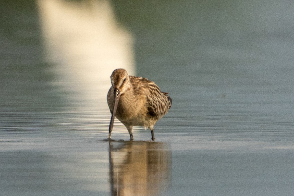 Asian Dowitcher - ML643416374
