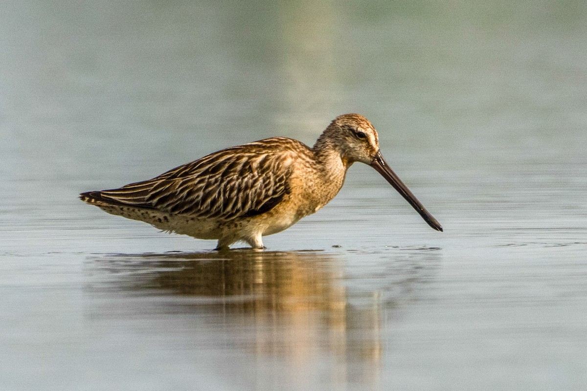Asian Dowitcher - ML643416375