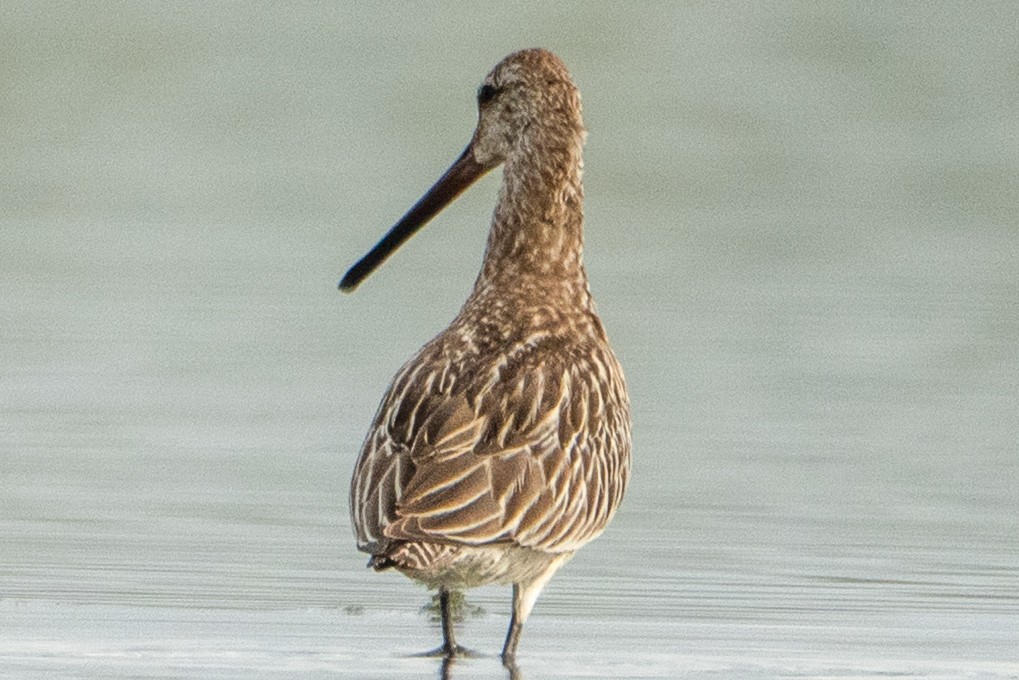 Asian Dowitcher - ML643416376