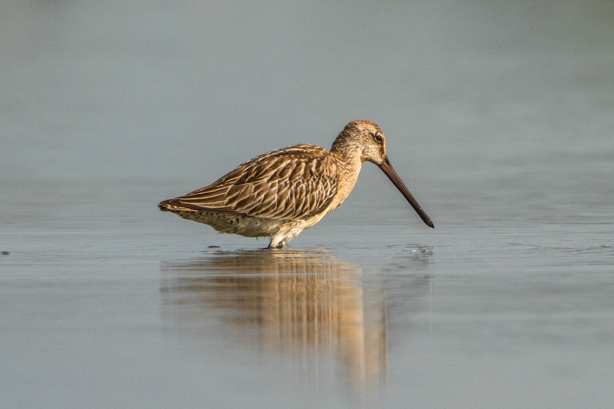 Asian Dowitcher - ML643416377