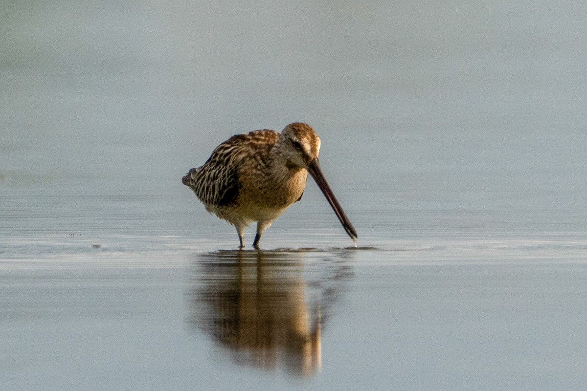 Asian Dowitcher - ML643416378