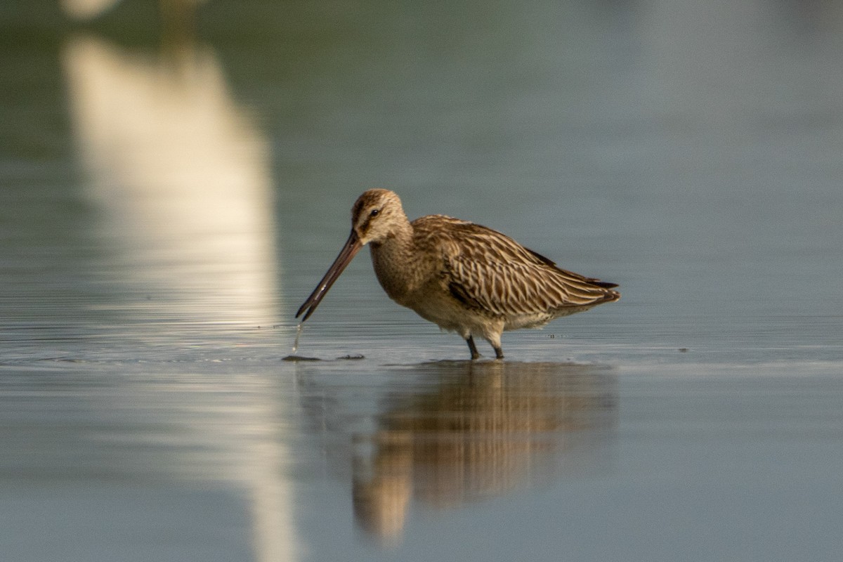 Asian Dowitcher - ML643416379