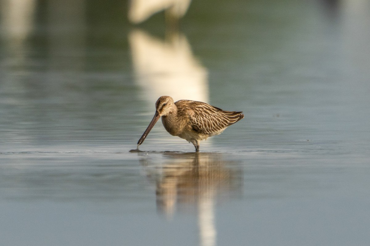 Asian Dowitcher - ML643416380