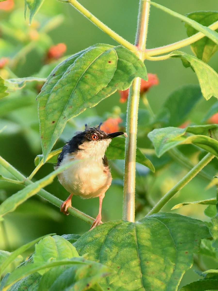 Ashy Prinia - ML643416416