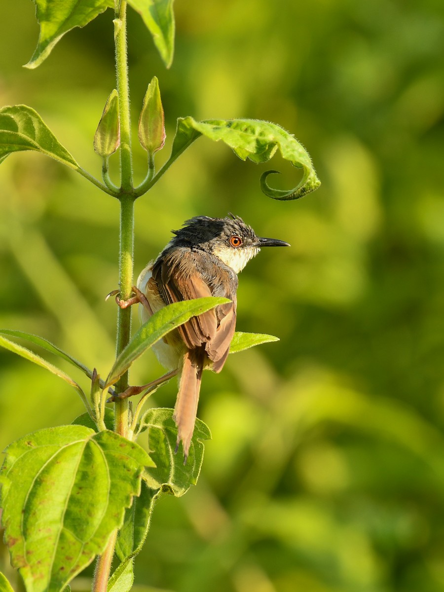 Ashy Prinia - ML643416417