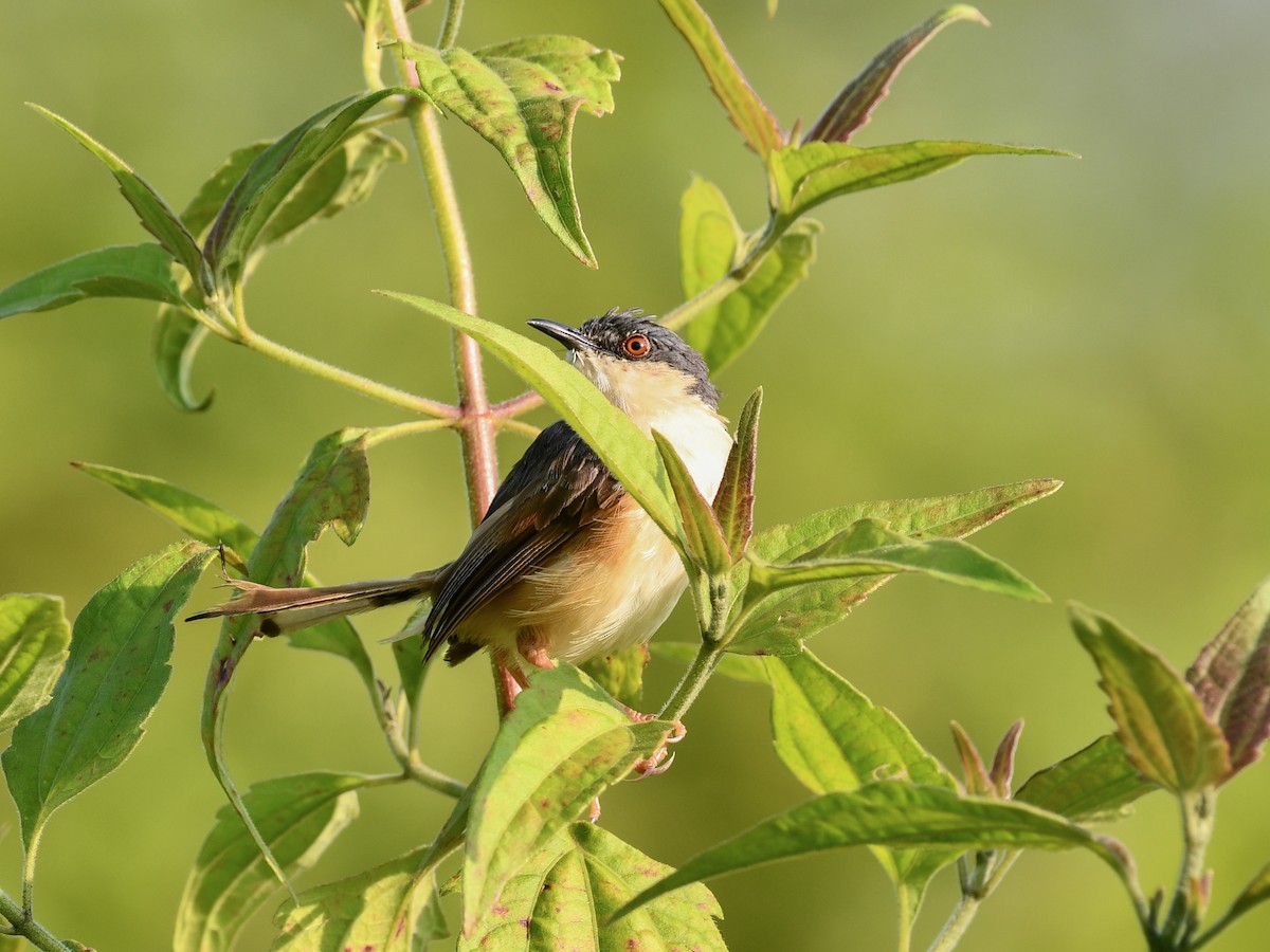 Ashy Prinia - ML643416418